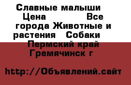 Славные малыши! › Цена ­ 10 000 - Все города Животные и растения » Собаки   . Пермский край,Гремячинск г.